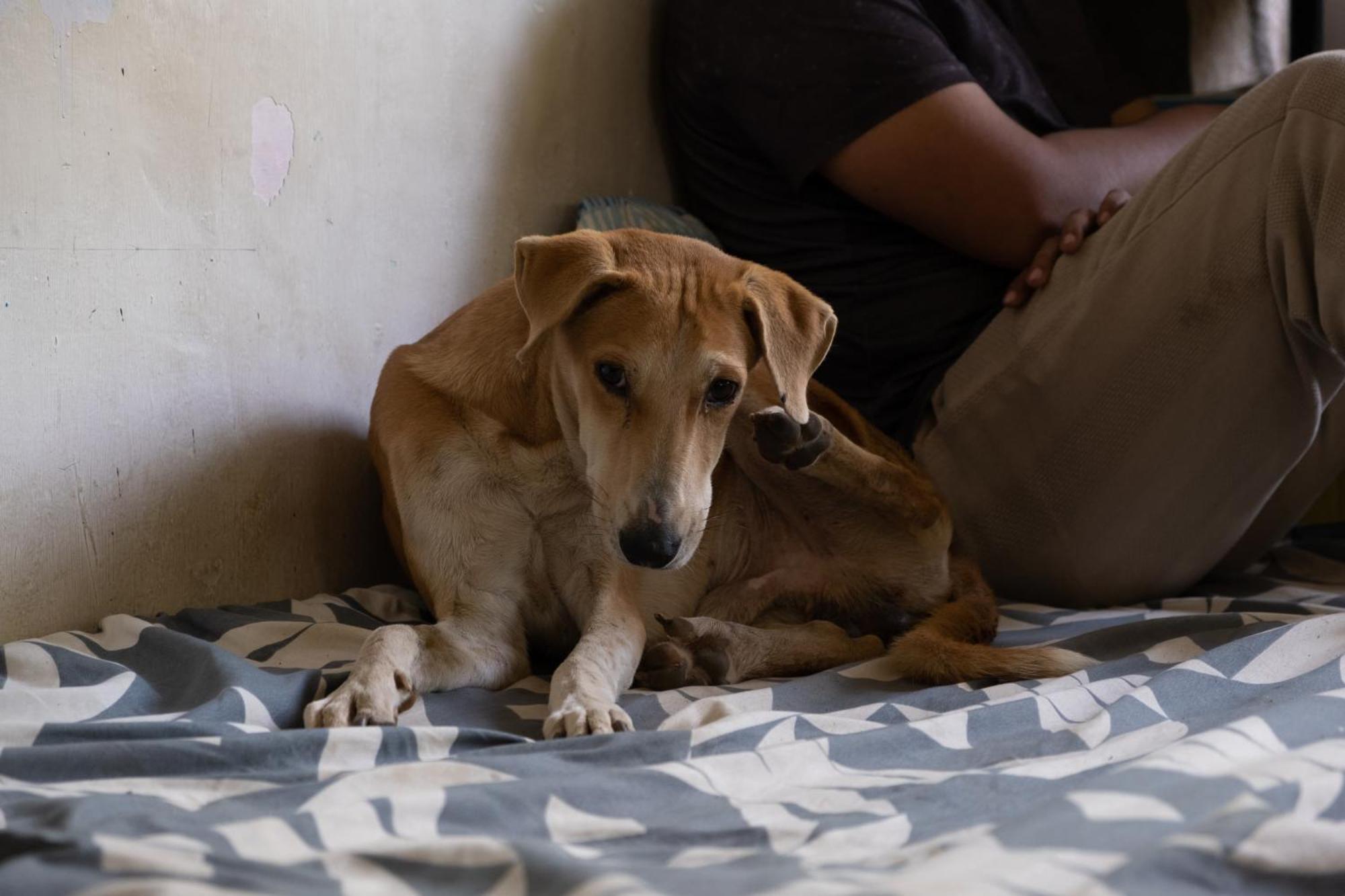 Hearthspace Hampi - Small Home, A Low-Impact Backpackers Hostel ภายนอก รูปภาพ