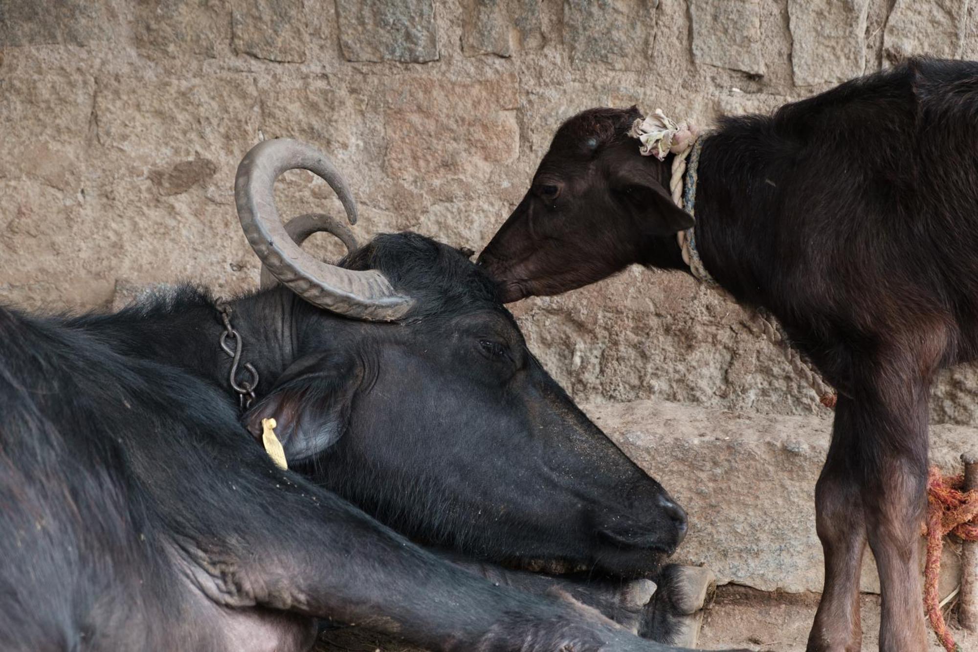 Hearthspace Hampi - Small Home, A Low-Impact Backpackers Hostel ภายนอก รูปภาพ